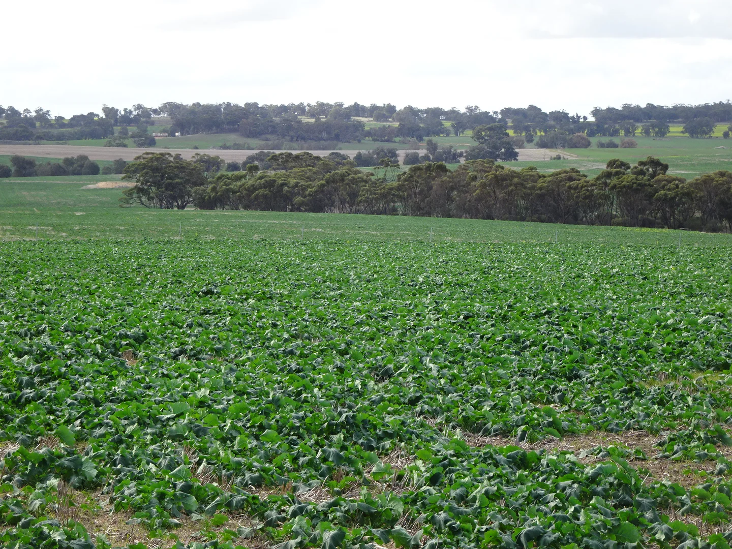 Additional image 7 of Grout Road, Cuballing WA 6311