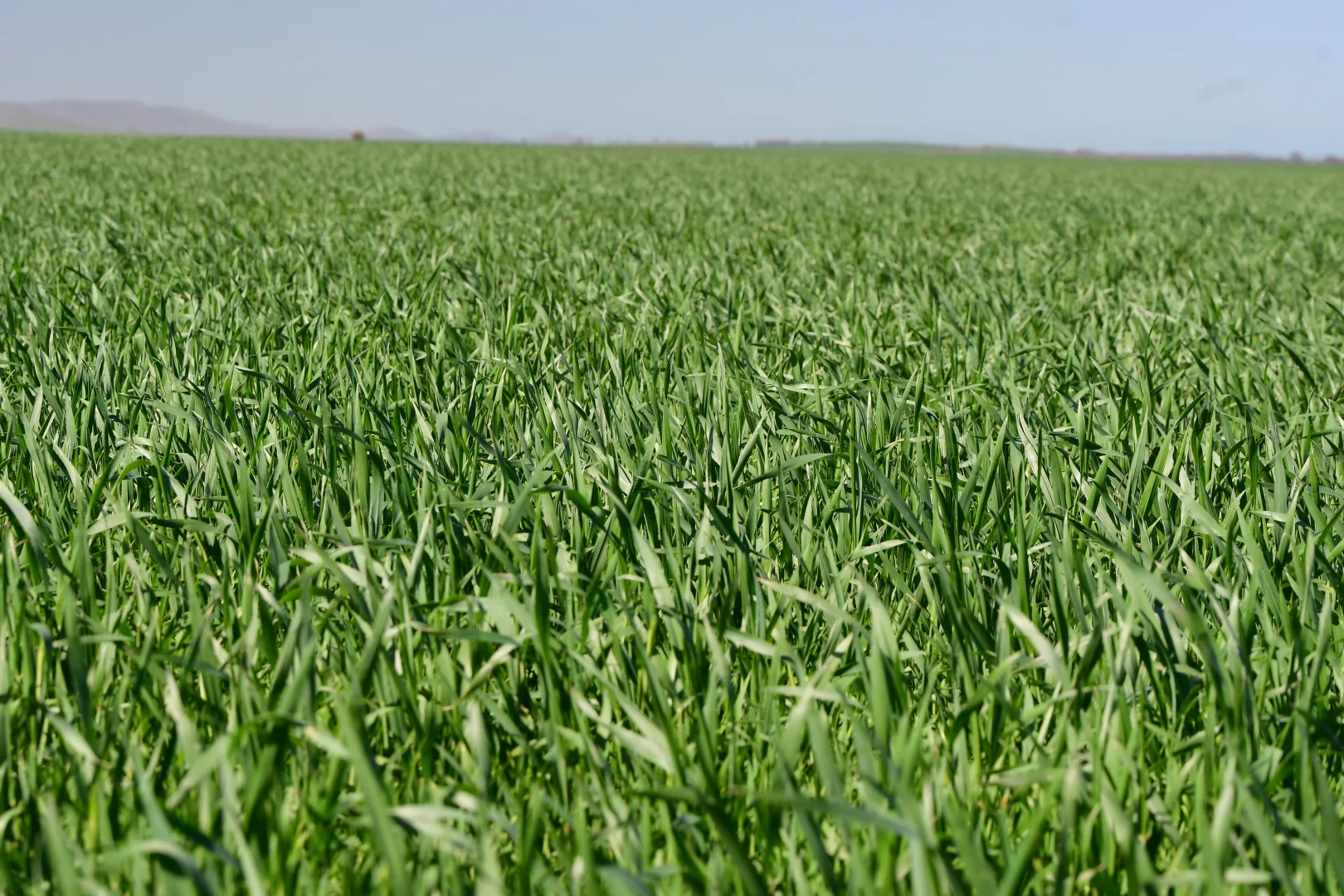 Additional image 3 of SECTION 121 Orroroo Road, Willowie SA 5431