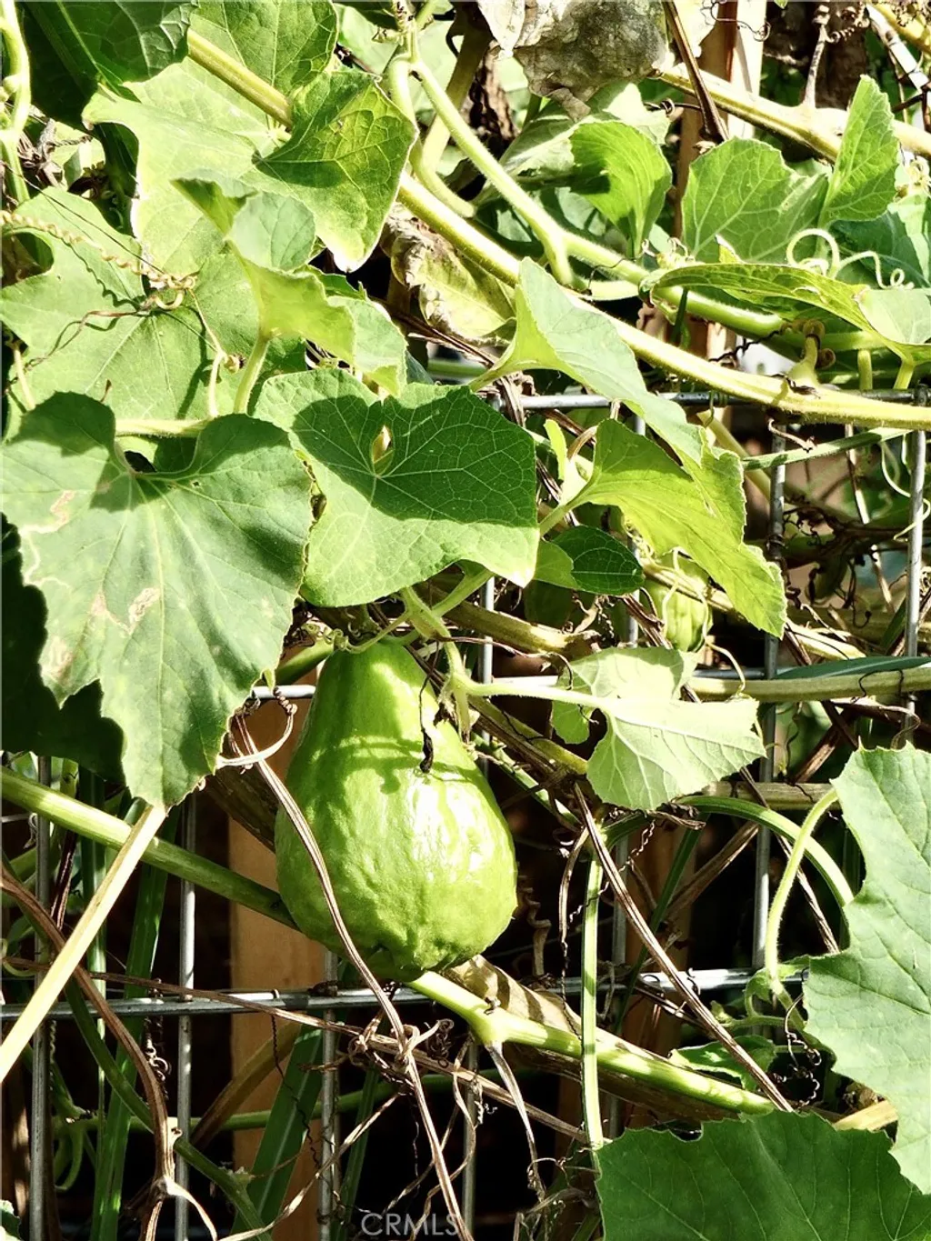 Additional image 51 of 1560 Homewood Road Unit 114-L, Seal Beach, CA 90740