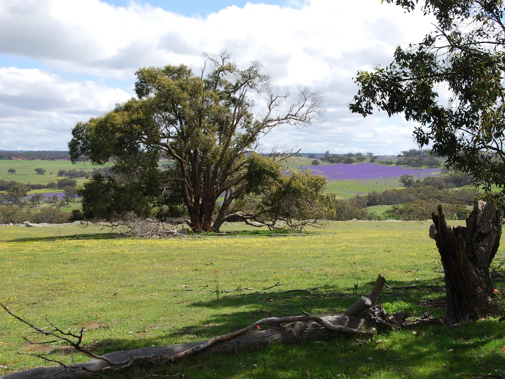 Additional image 33 of Lot 12 Young Road, Gwambygine WA 6302