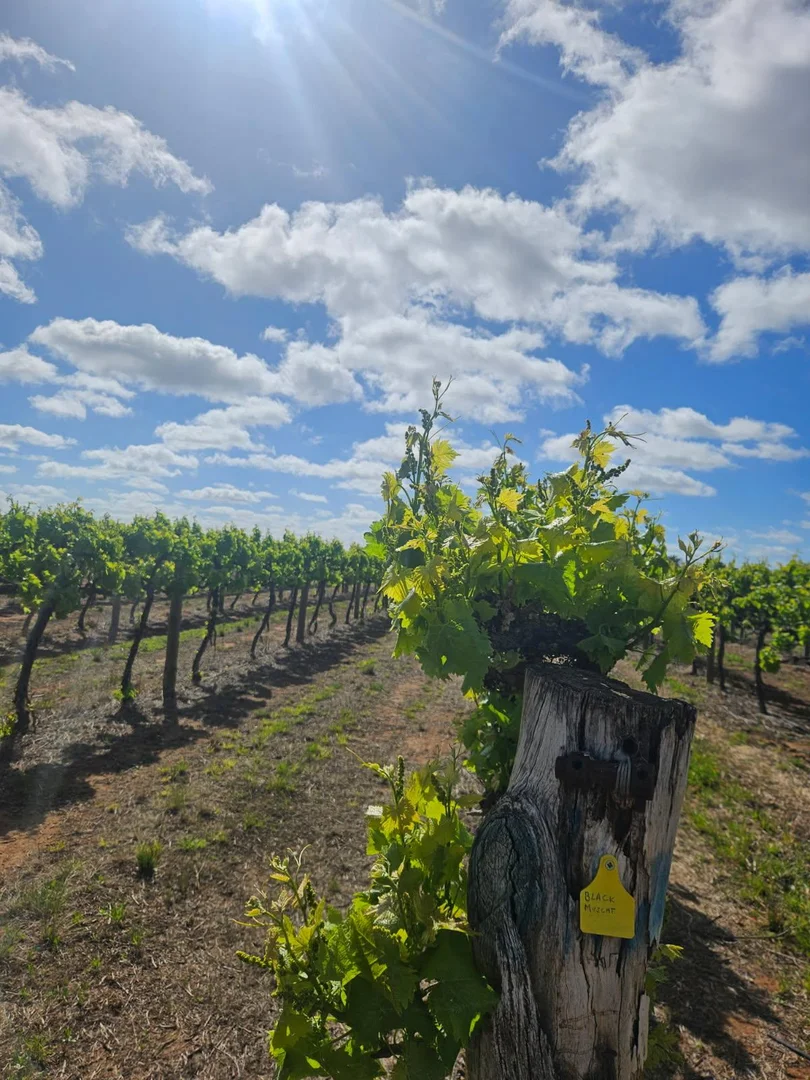 Additional image 2 of 231 Falkiner Avenue, Tresco VIC 3583