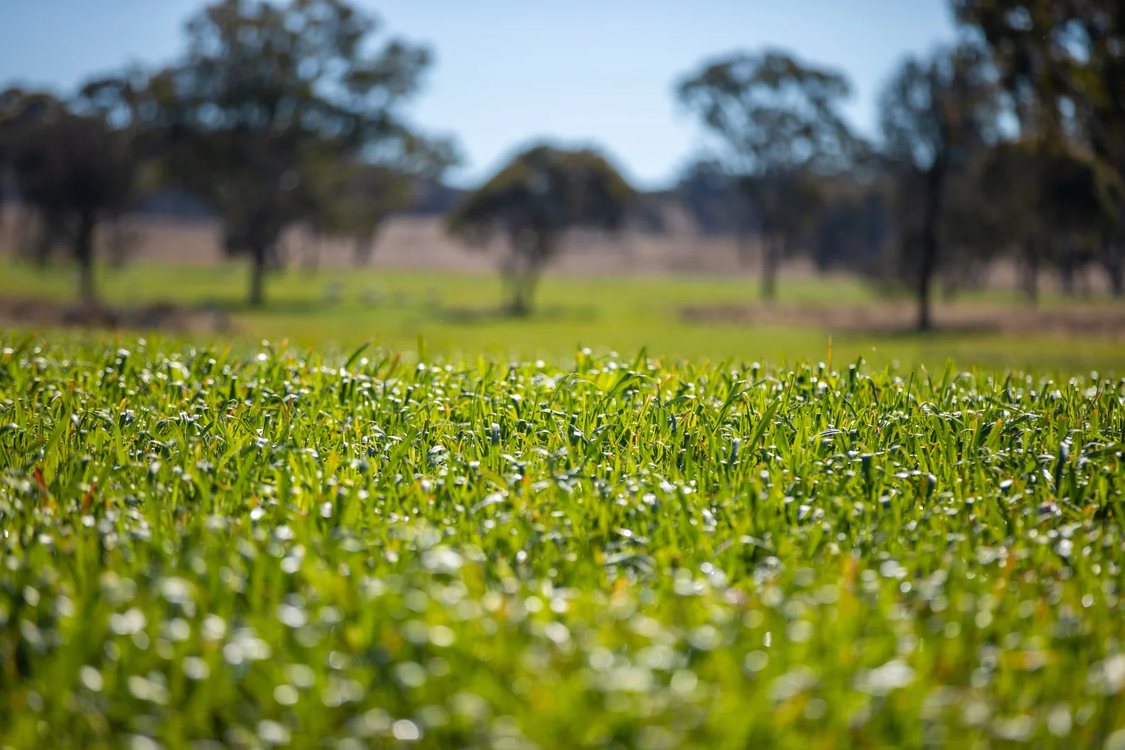 Additional image 22 of 214 Tarban Loop Road, Tenterfield NSW 2372