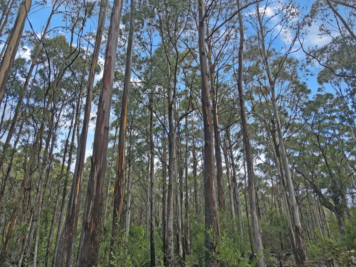 Additional image 5 of PID 7229246 Irish Town Road, St Marys TAS 7215