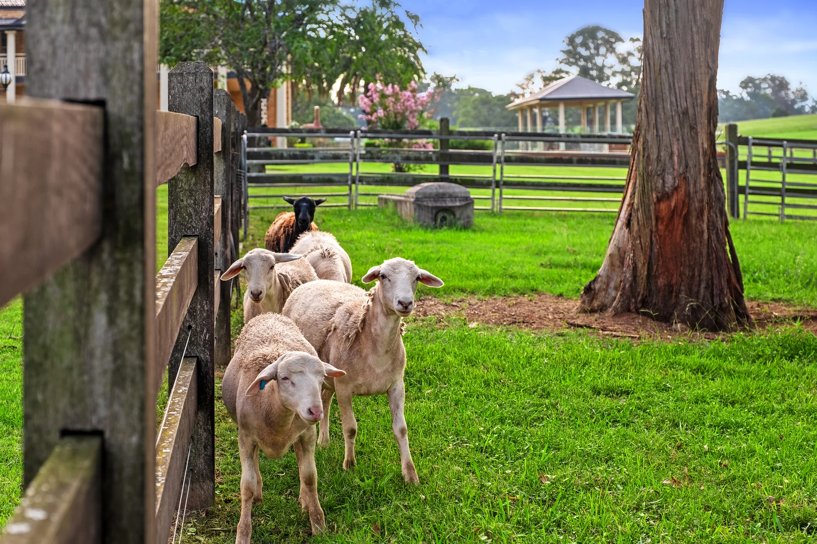 Additional image 8 of 70 Meadows Road, North Richmond NSW 2754