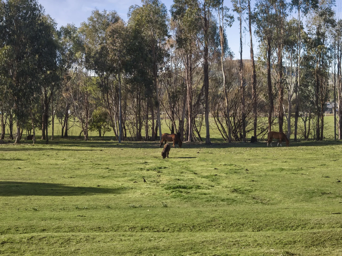 Additional image 3 of 271 Mt Buller Road, Mansfield VIC 3722