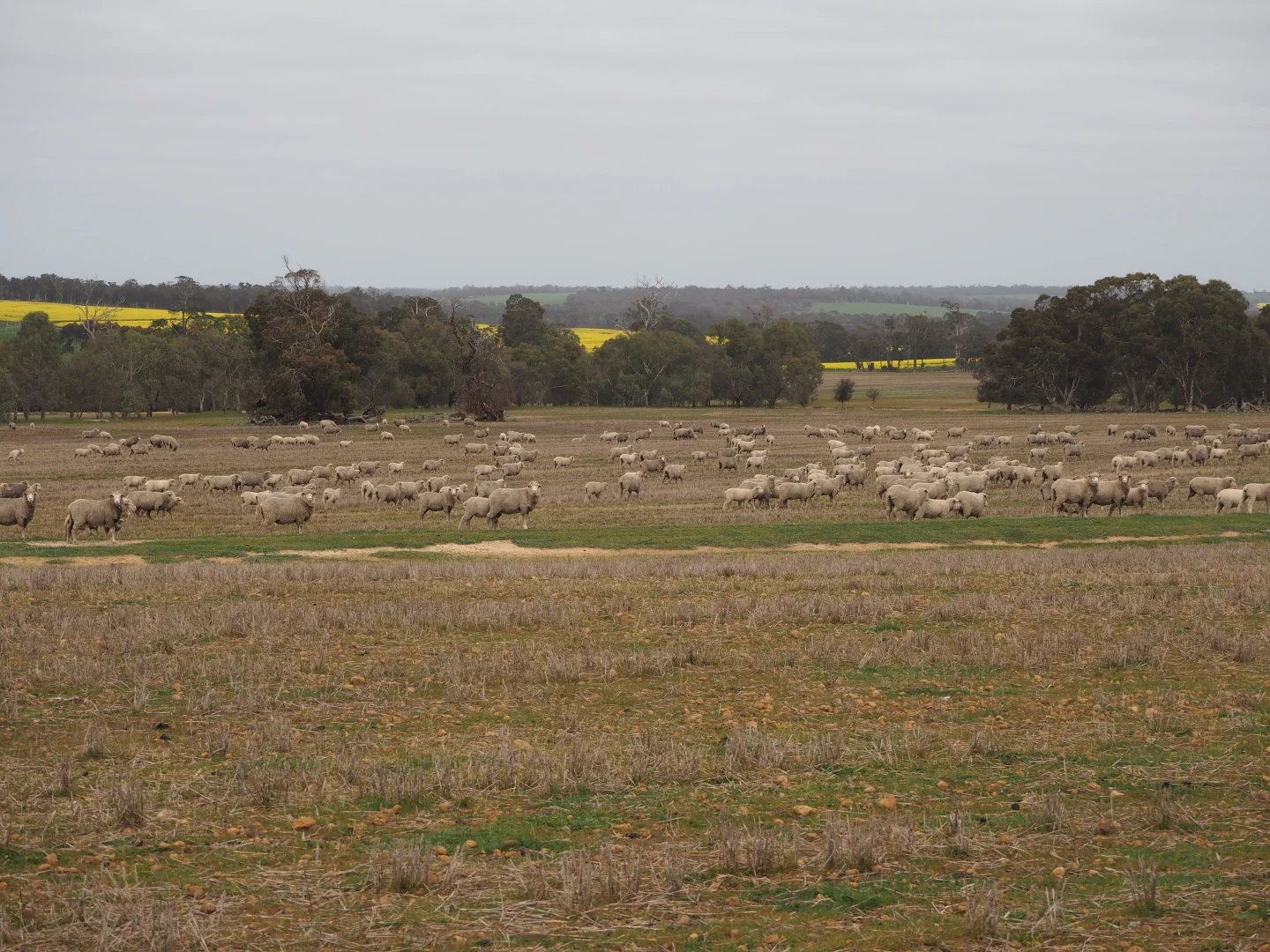Additional image 2 of Dowrene Farm, Cnr Yerriminup and Yarralena Roads, Cranbrook WA 6321