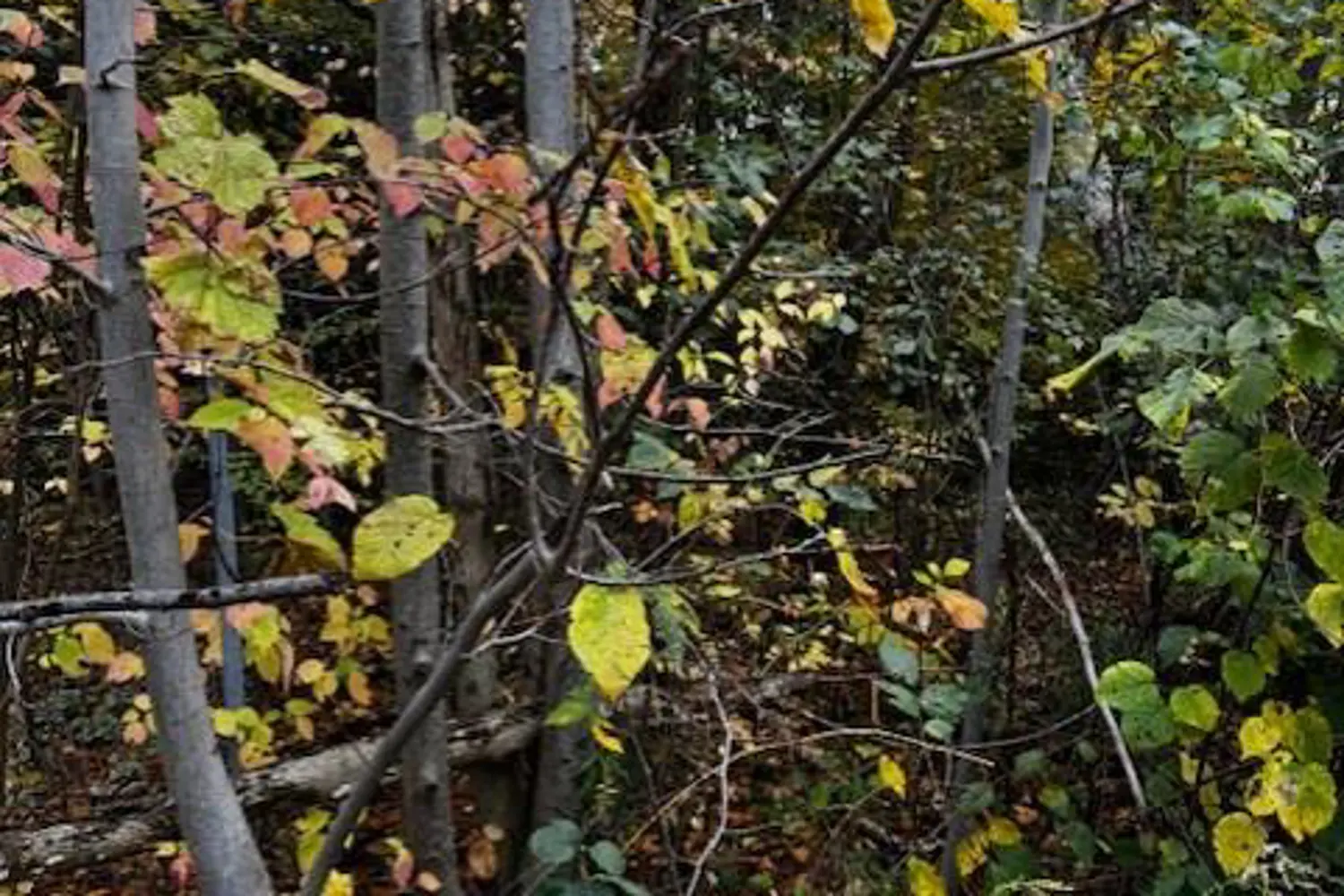 Additional image 7 of 78178 Lavrangue Drive