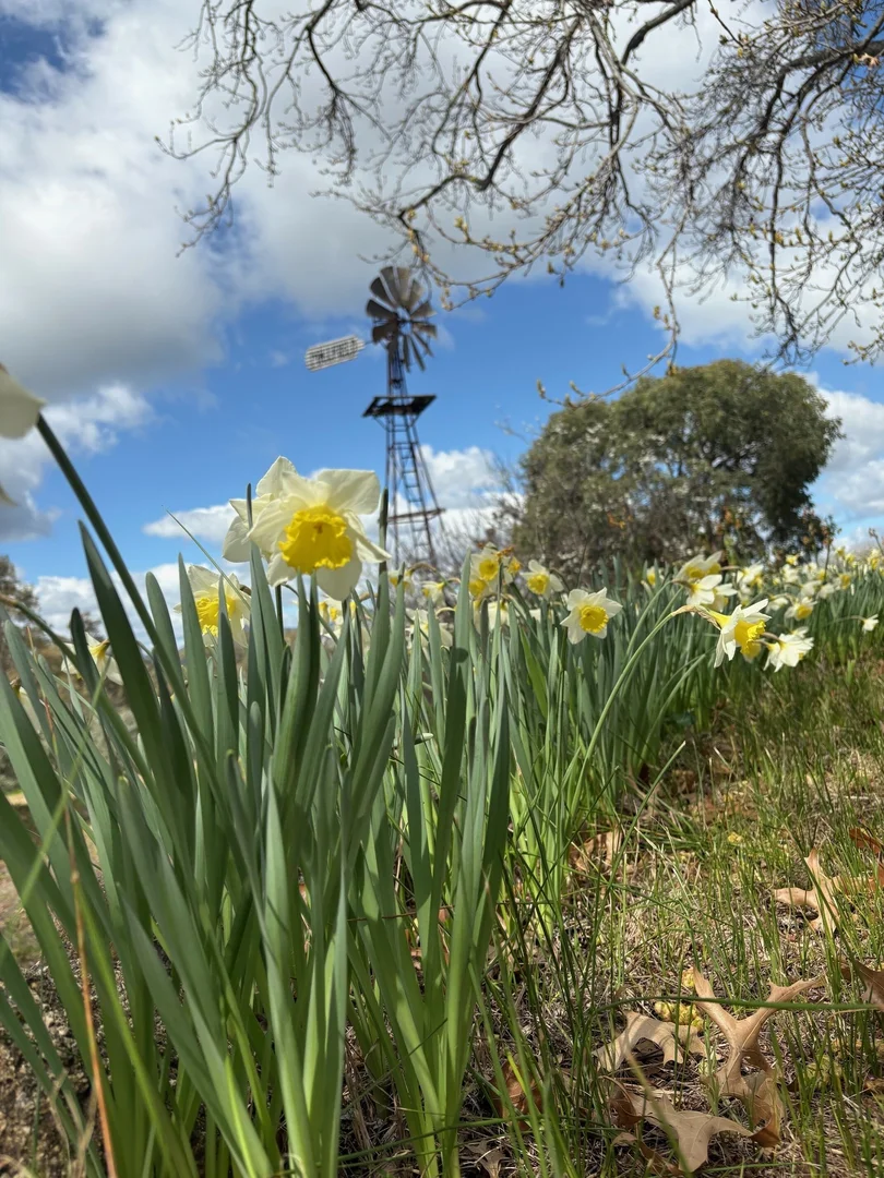 Additional image 14 of 26 Isaacs Ave, Yackandandah VIC 3749