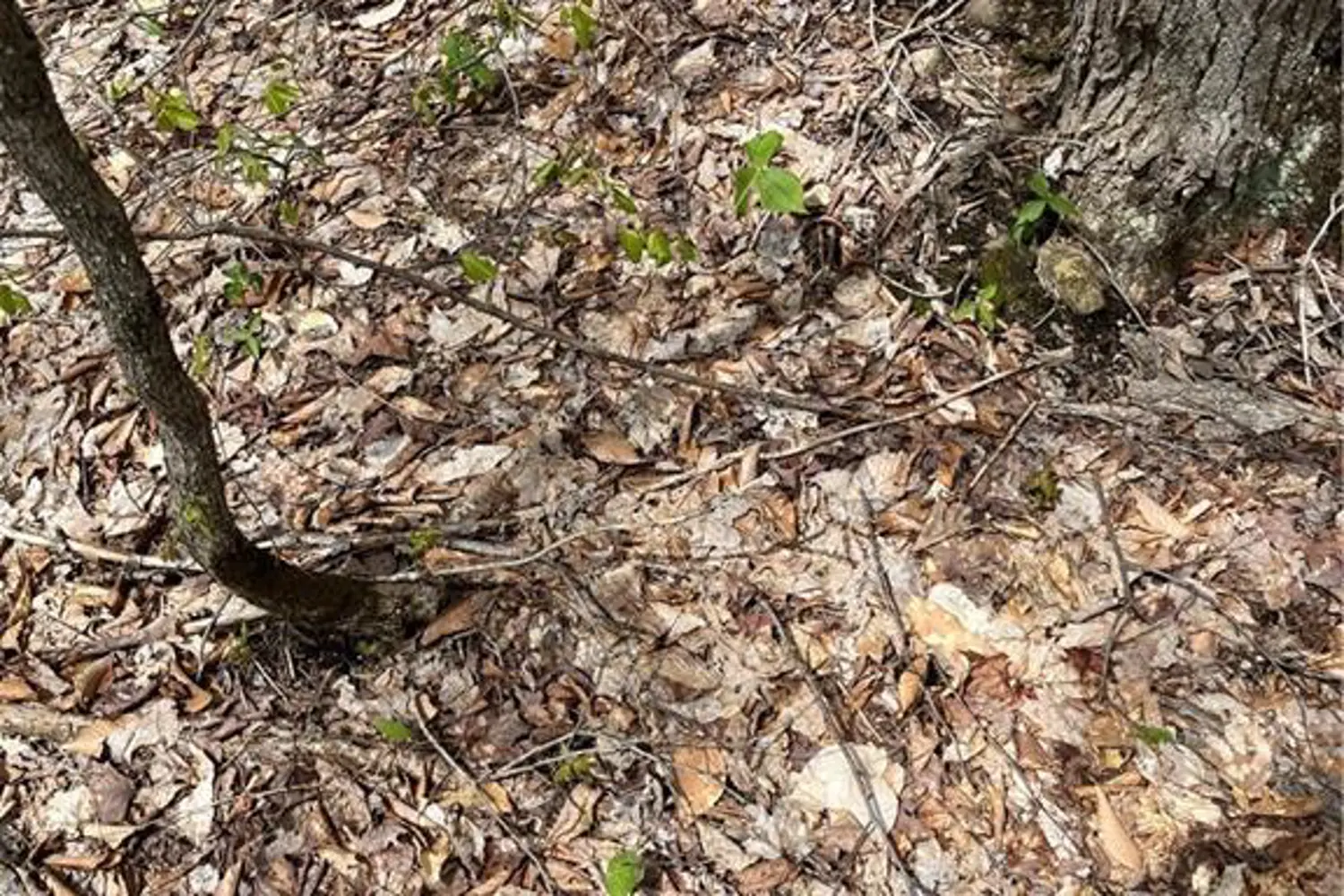 Additional image 6 of Lot 133 Brennan Circle