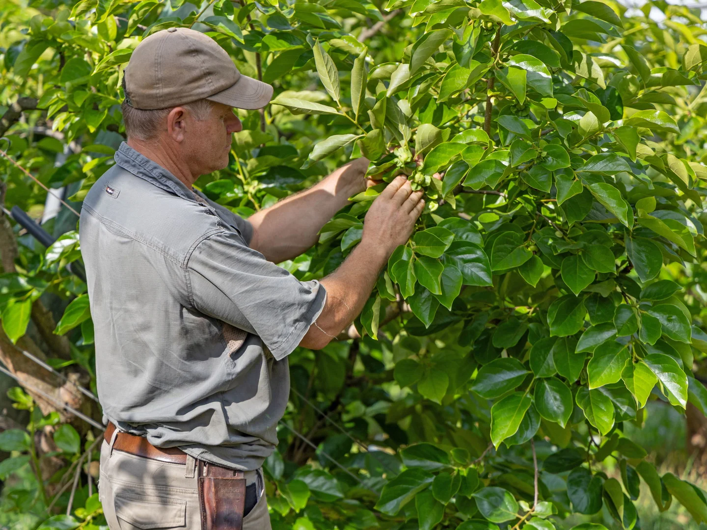 Additional image 16 of 43 Pringle Road, Rosemount QLD 4560