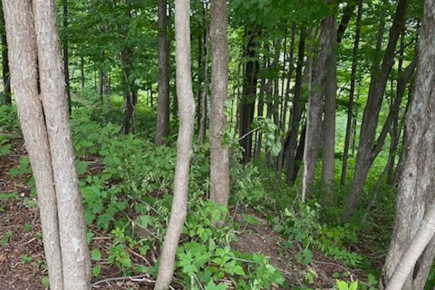 Additional image 7 of Ptlt 40 12 Concession