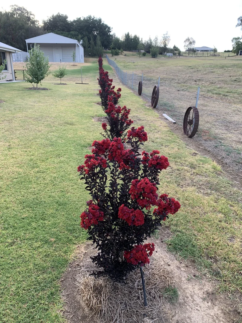 Additional image 34 of 14 Goldview Close, Young NSW 2594