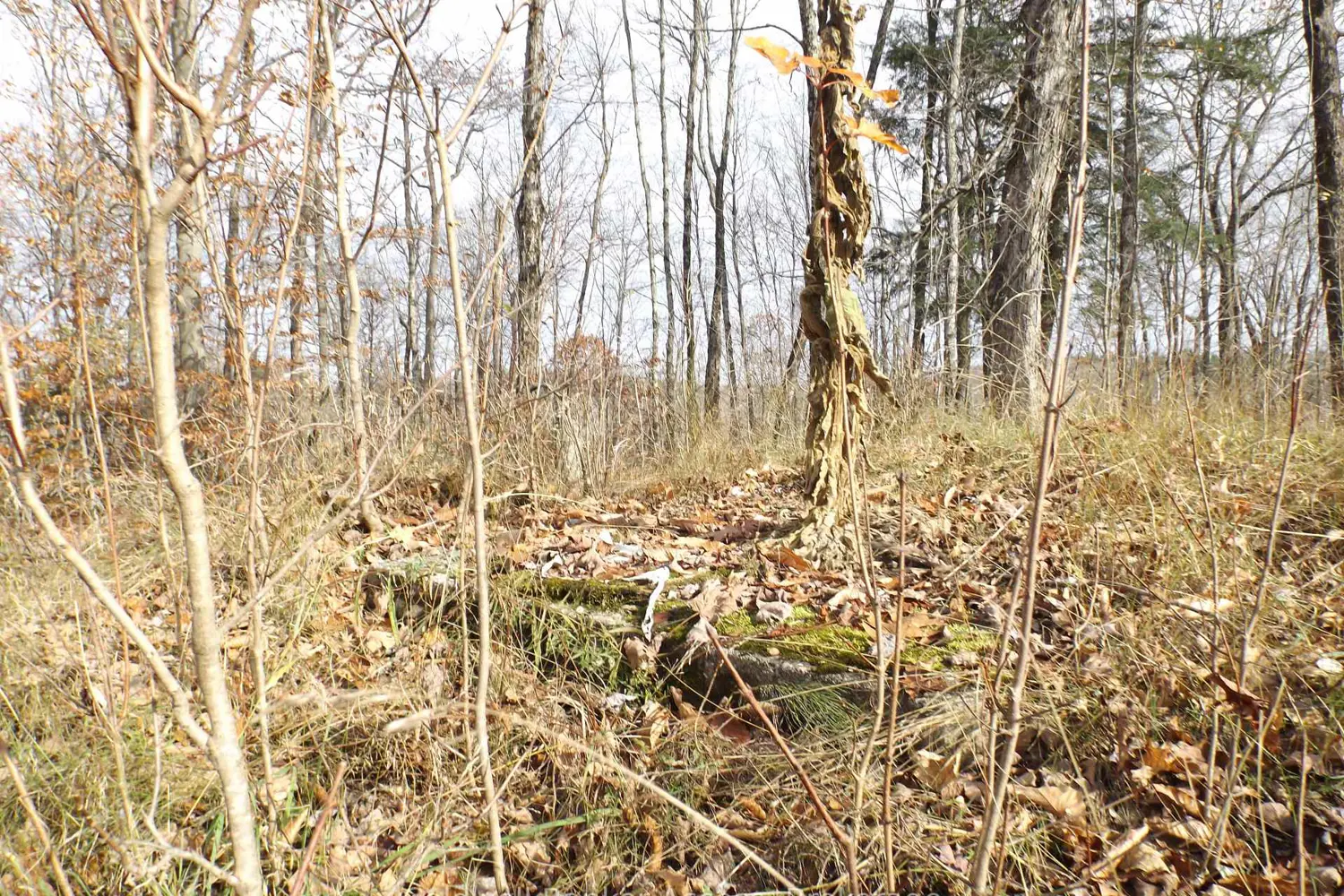 Additional image 11 of 1019 Carl's Road 3