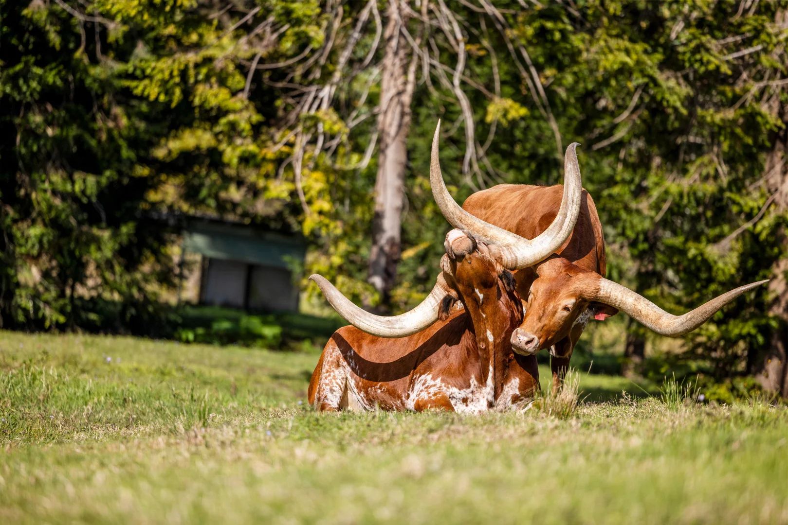 Additional image 27 of 55 Trail Road, Maleny QLD 4552