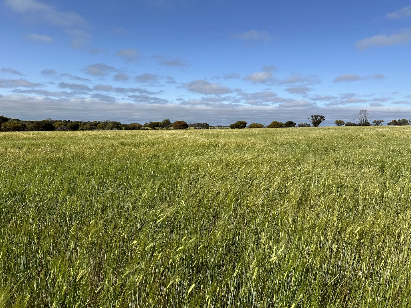 Additional image 6 of 2501 Hyden Norseman Road, Hyden WA 6359