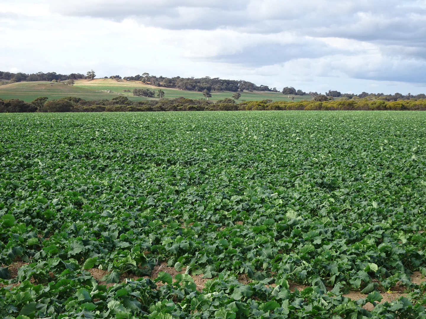 Additional image 5 of Grout Road, Cuballing WA 6311