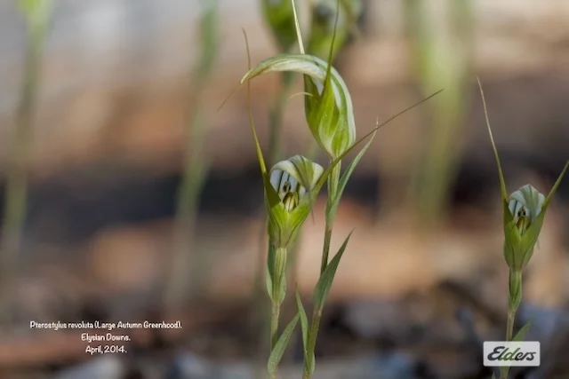 Additional image 6 of 50 William Perry Lane, Sebastian VIC 3556