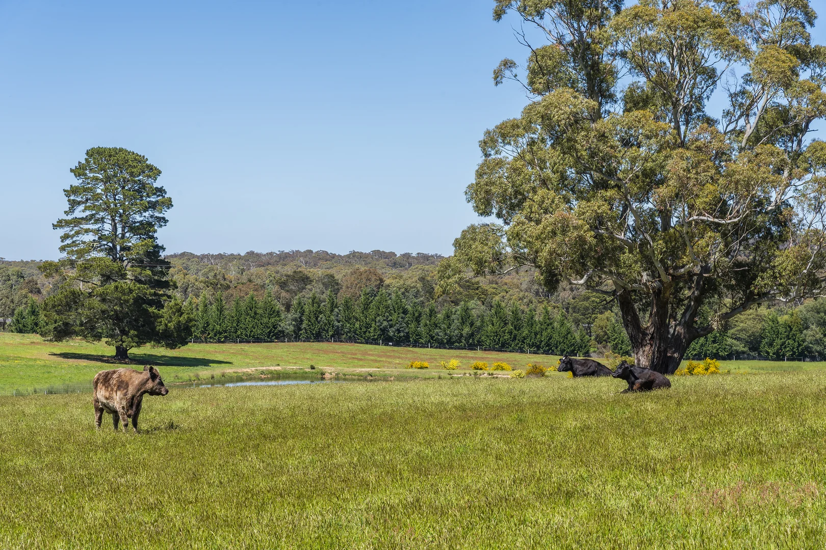 Additional image 23 of 181 Black Forest Drive, Macedon VIC 3440