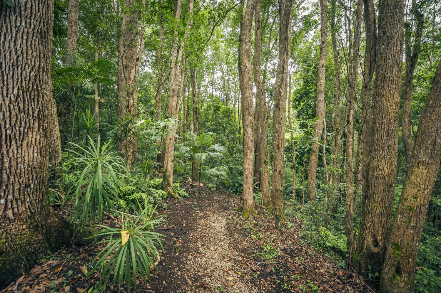 Additional image 25 of 88 Gleniffer Road, Bellingen NSW 2454