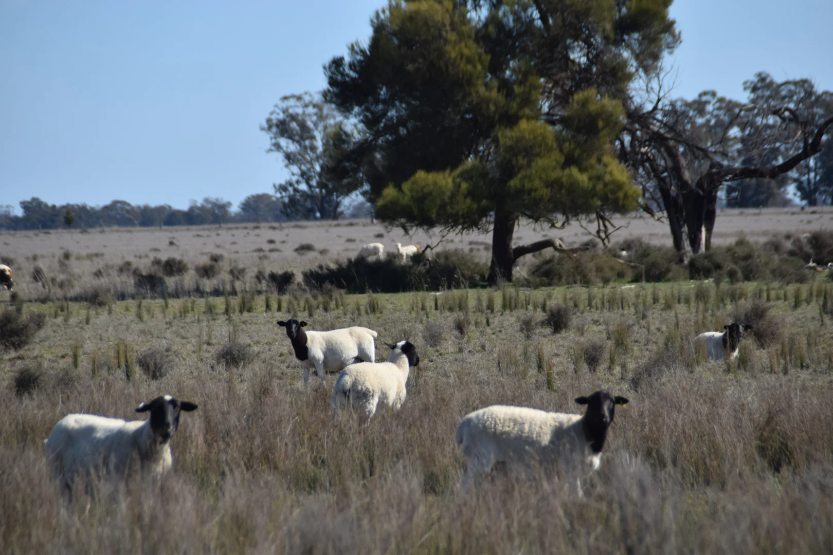 Additional image 16 of 'West Tarrawonga' 56 Donnelly Road, Eumungerie NSW 2822