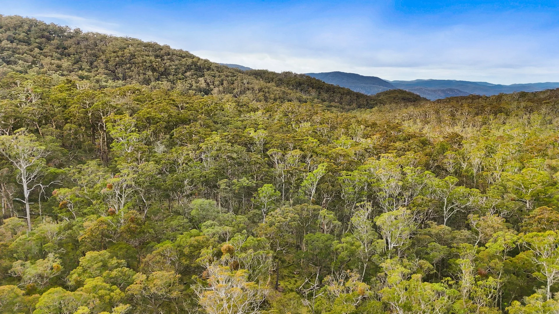 Additional image 7 of Lot 115 Big Jack Mountain Road, Cathcart NSW 2632