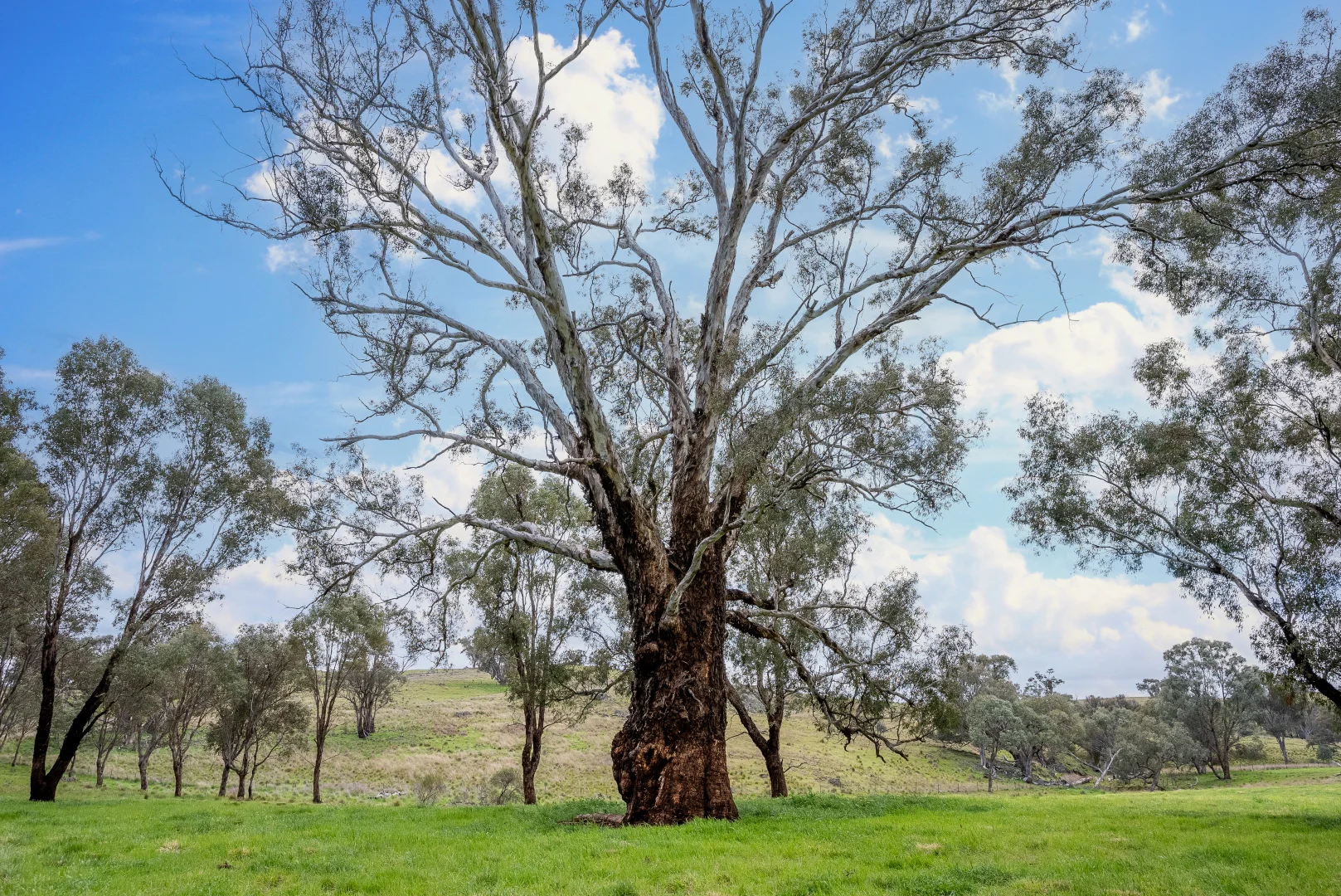 Additional image 24 of 'Cronga Peak' 157 Cronga Peak Road, Molong NSW 2866