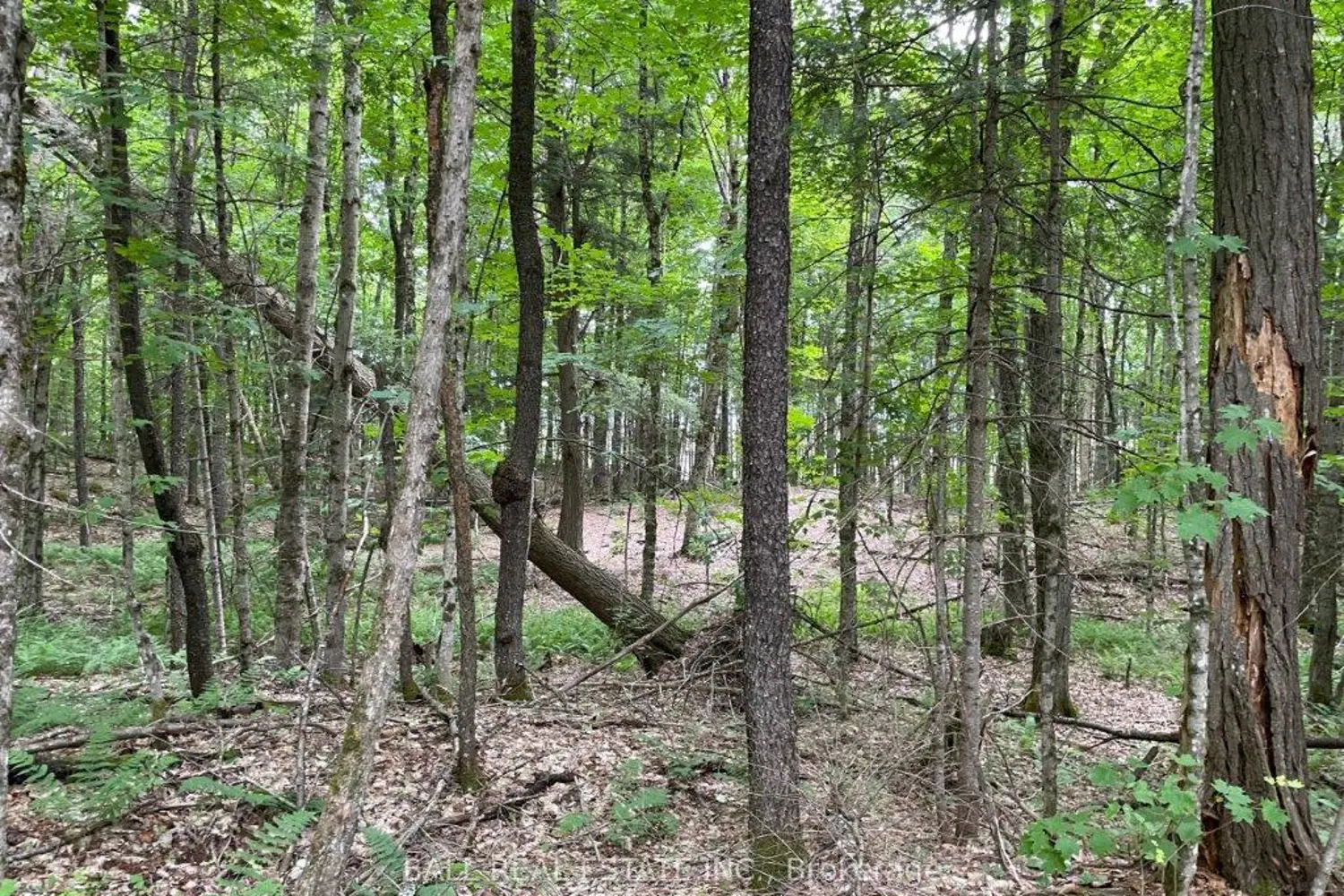 Additional image 3 of 1350 Haliburton Lake Rd