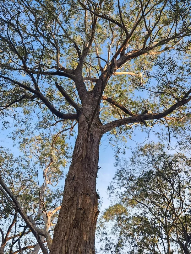 Additional image 21 of 148 Ferndale Road, Coolumbooka NSW 2632