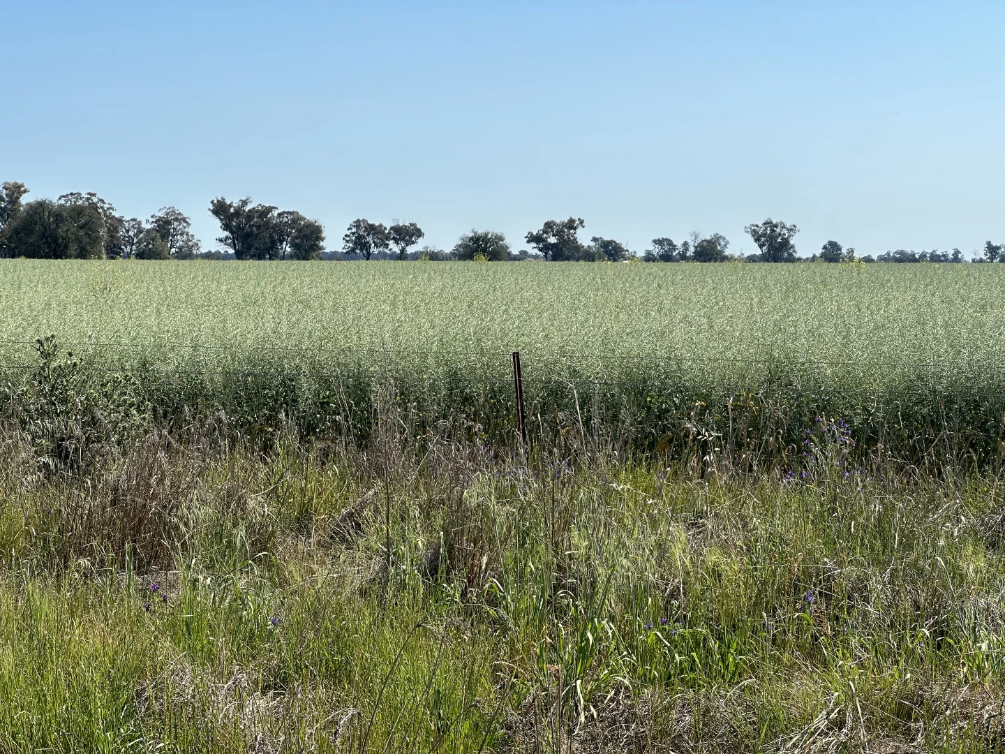 Additional image 3 of Lot 133 Troths Lane, Quandialla NSW 2721