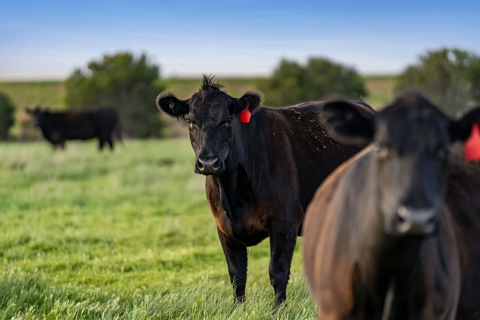 Additional image 27 of 1819 Barwon Heads Road, Barwon Heads VIC 3227