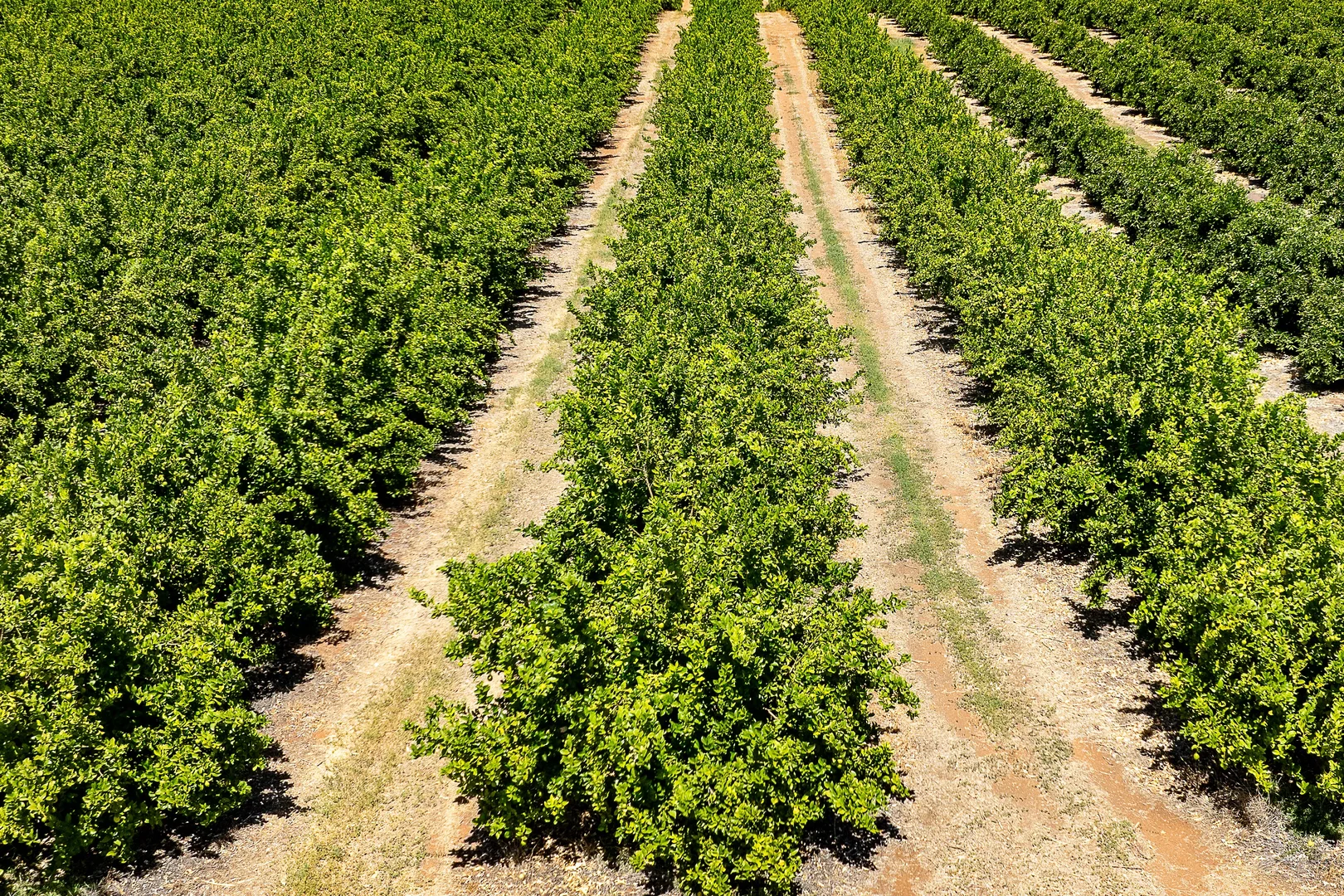 Additional image 11 of 183 Quast Road, Loxton SA 5333