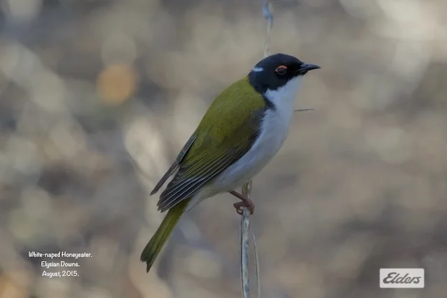 Additional image 10 of 50 William Perry Lane, Sebastian VIC 3556