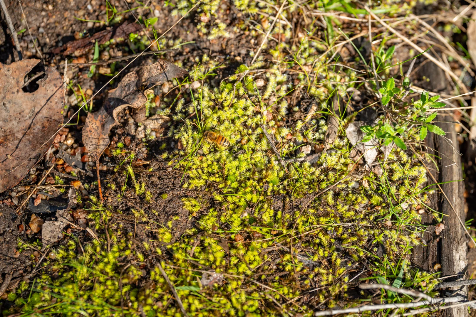 Additional image 23 of . Firebrace Track, Bullioh VIC 3700