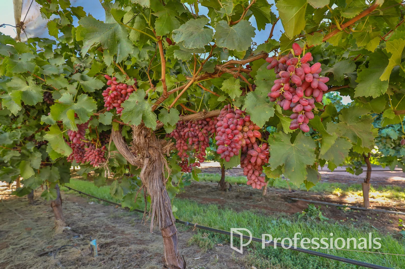 Additional image 5 of Level (Lot 2, PS911361M)/Cnr Twentieth Street & Boobook Avenue, Cardross VIC 3496