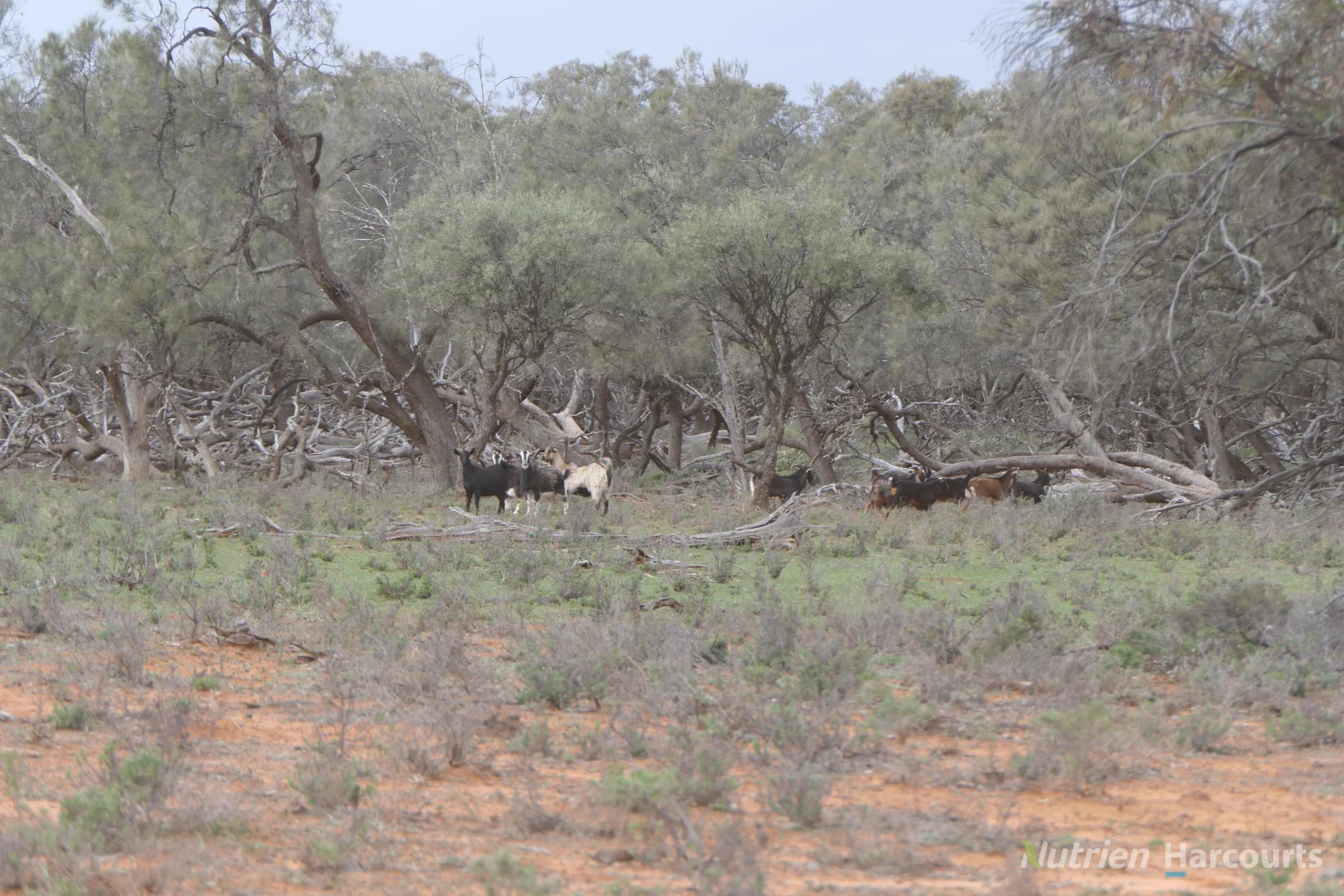 Additional image 33 of * Magenta Aggregation, Balranald NSW 2715