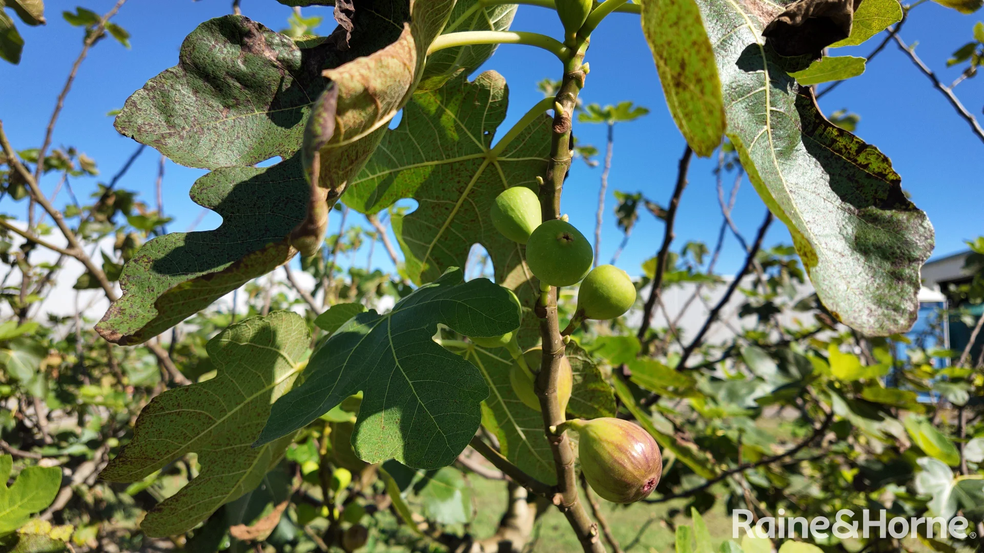 Additional image 6 of 135 Newlands Road, North Gregory QLD 4660