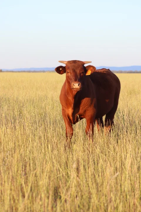 655 Boorr Hill Road, Parkes NSW 2870