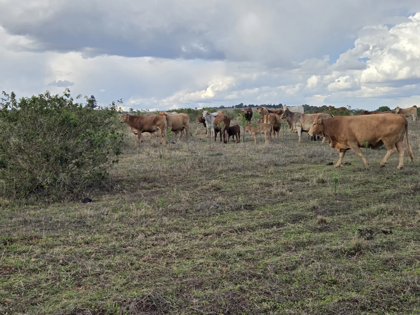 Additional image 14 of 34 Bellottis Road, Oakdale QLD 4605