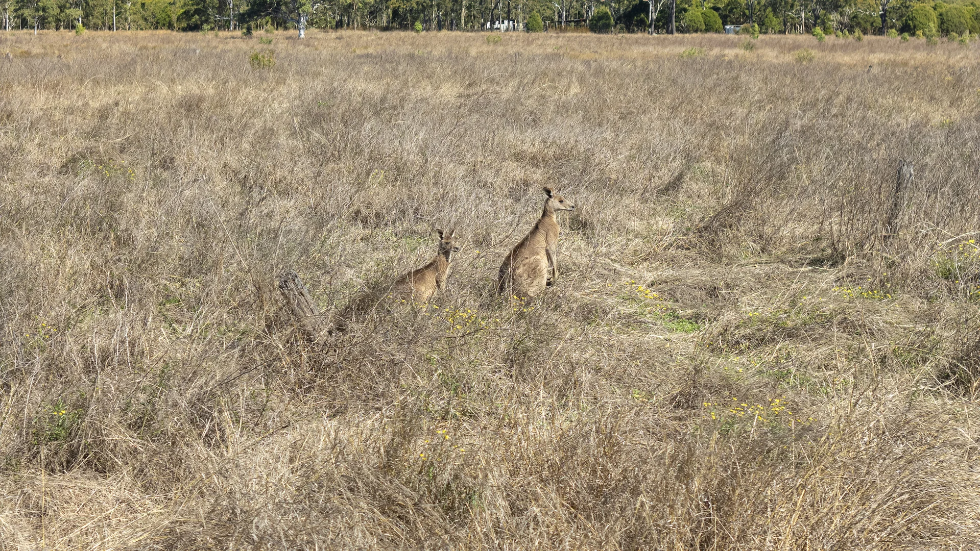 Additional image 11 of 92-202 Pamplings Road, Peak Crossing QLD 4306
