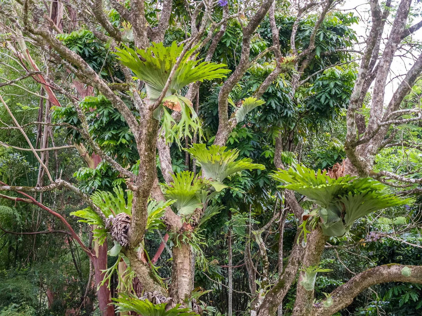 Additional image 30 of 9 Noble Road, Blue Knob NSW 2480