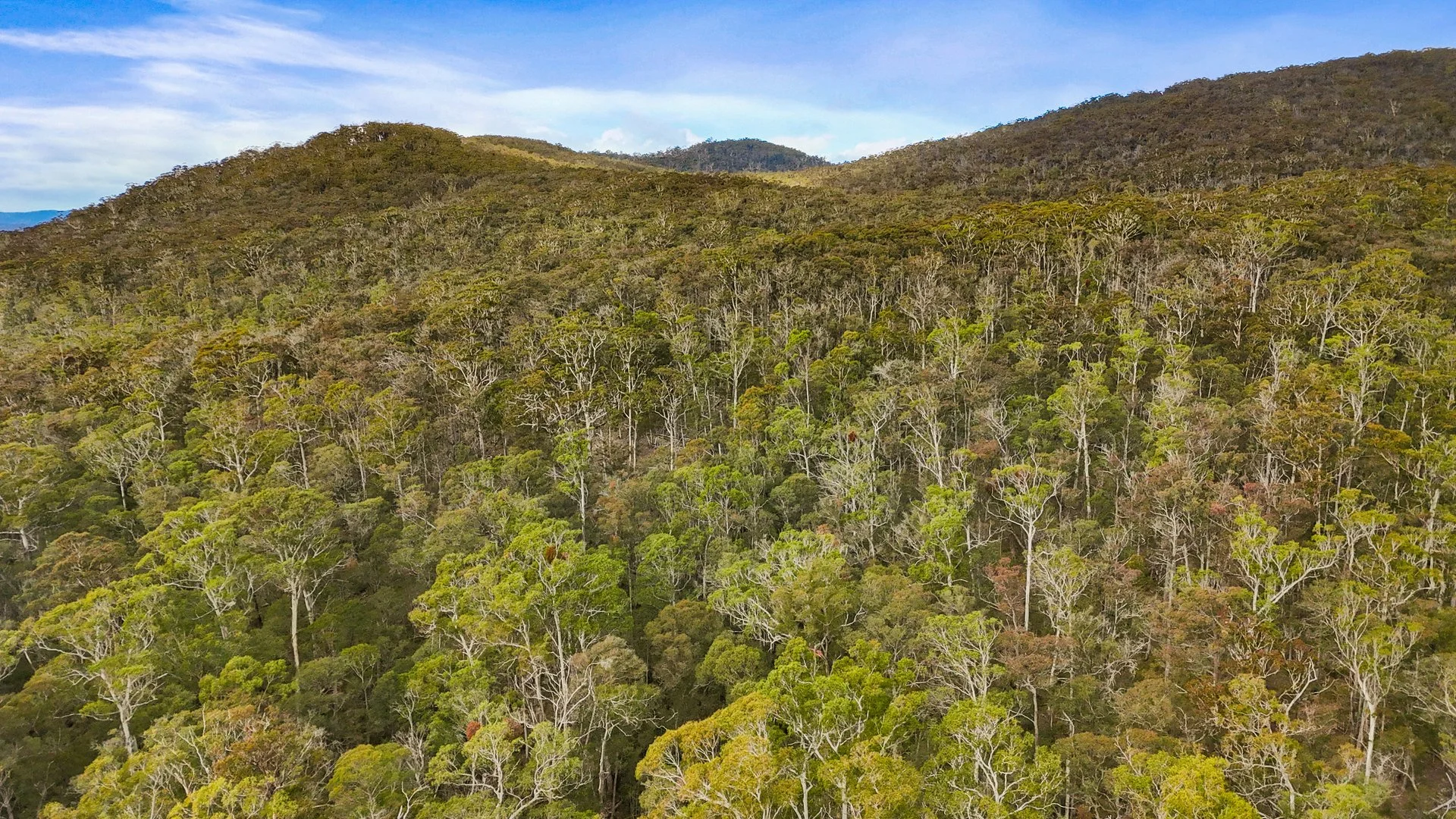 Additional image 6 of Lot 115 Big Jack Mountain Road, Cathcart NSW 2632