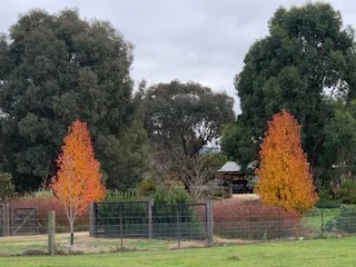 Additional image 14 of 520 Donaldsons Road, Ancona VIC 3715