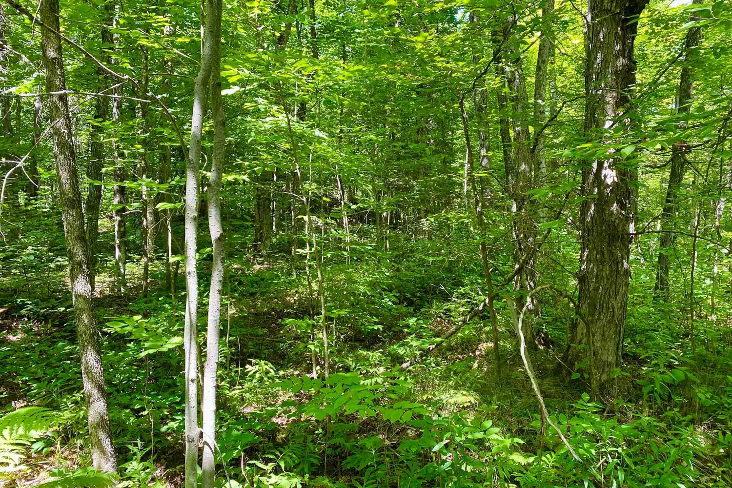 Additional image 14 of Lot 6-B 522 Highway