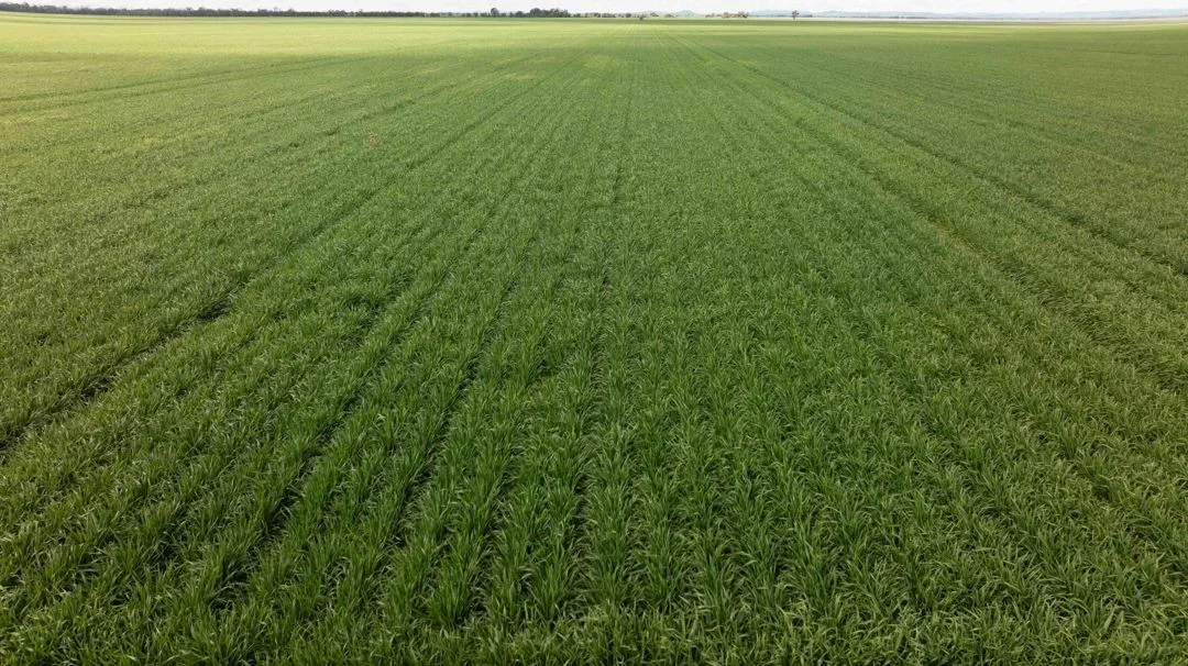 Additional image 4 of Cheecome and Carols, Moree NSW 2400