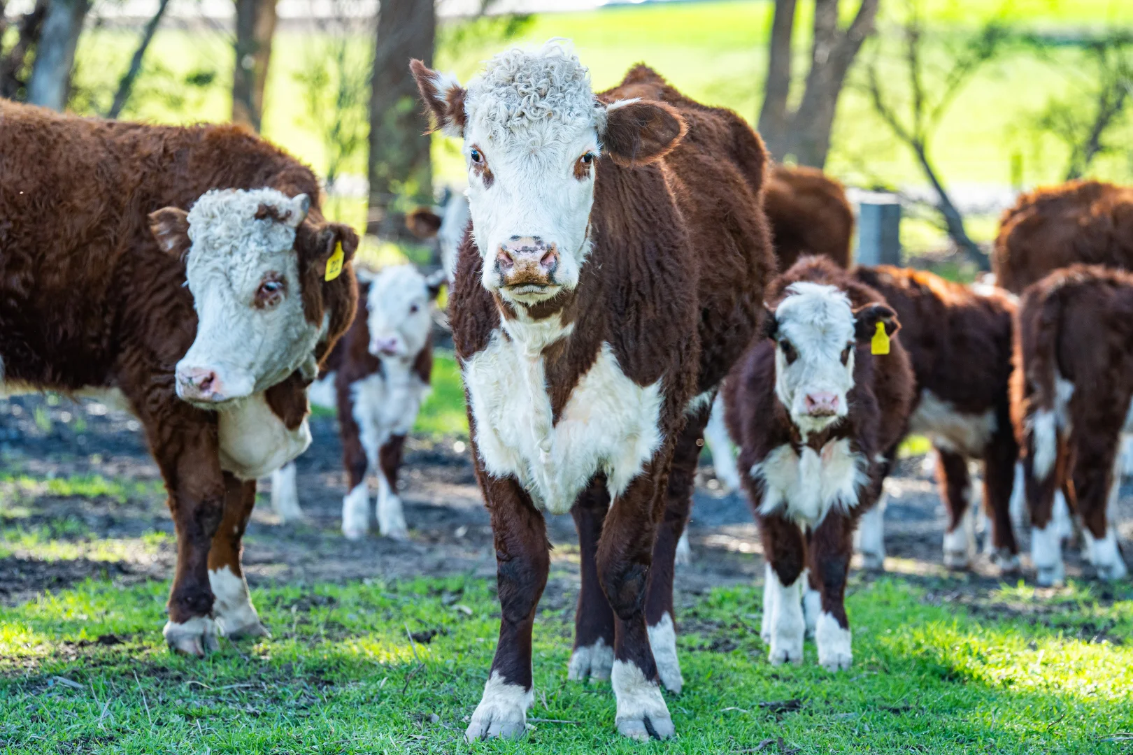 Additional image 35 of 3972 Murray River Road, Bungil VIC 3691