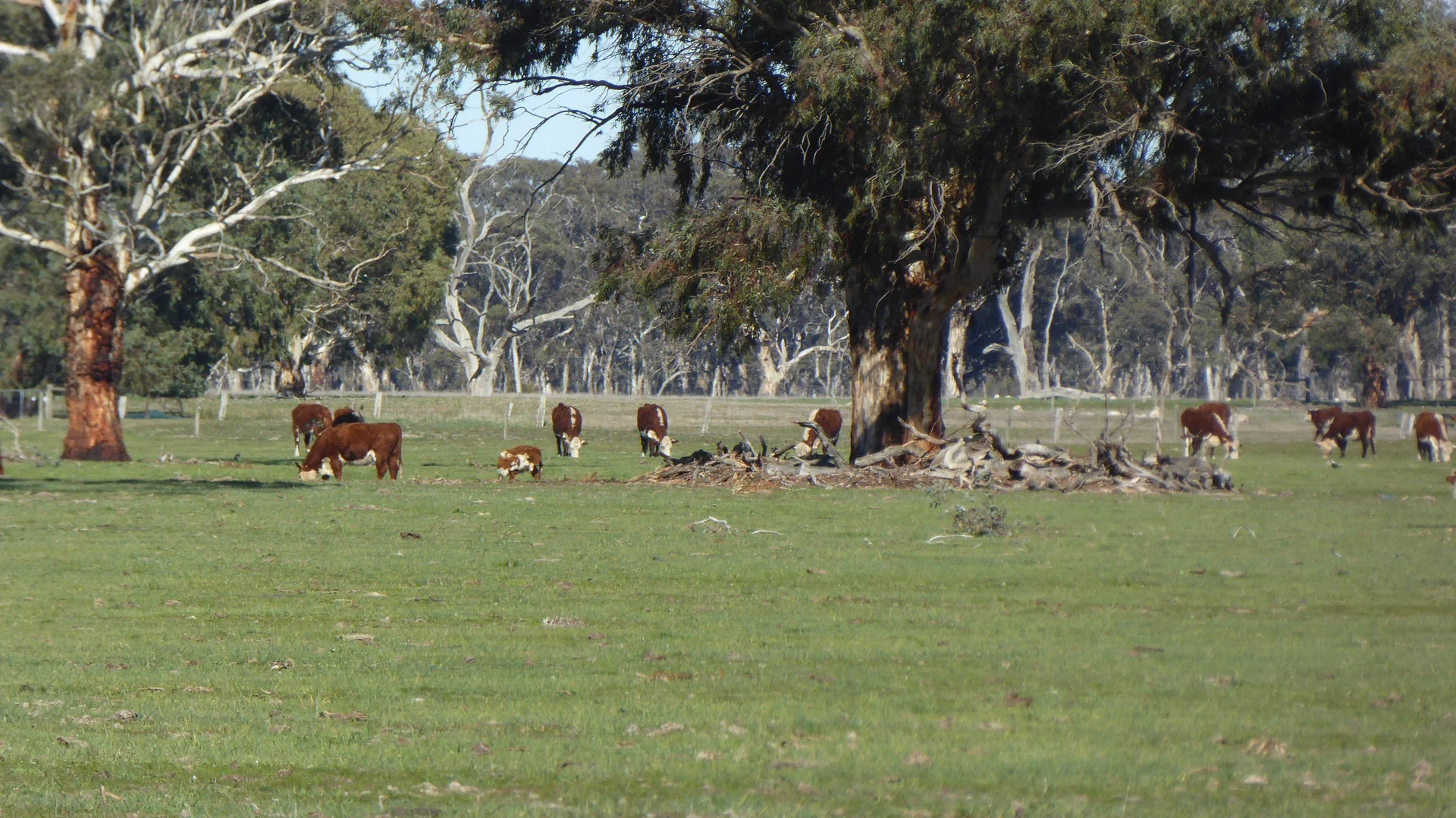 Additional image 19 of 2147 Bangham Road, Frances SA 5262