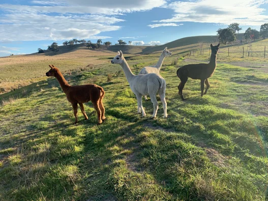 Additional image 18 of 520 Donaldsons Road, Ancona VIC 3715