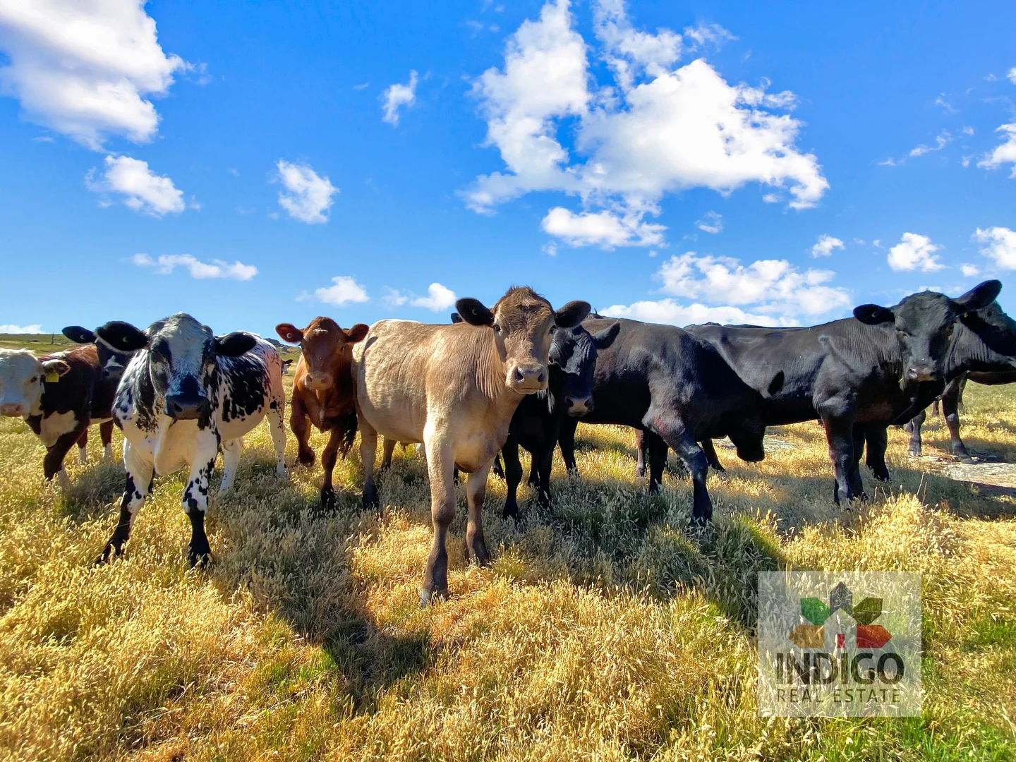 Additional image 7 of 181 Mcfeeters Road, Beechworth VIC 3747