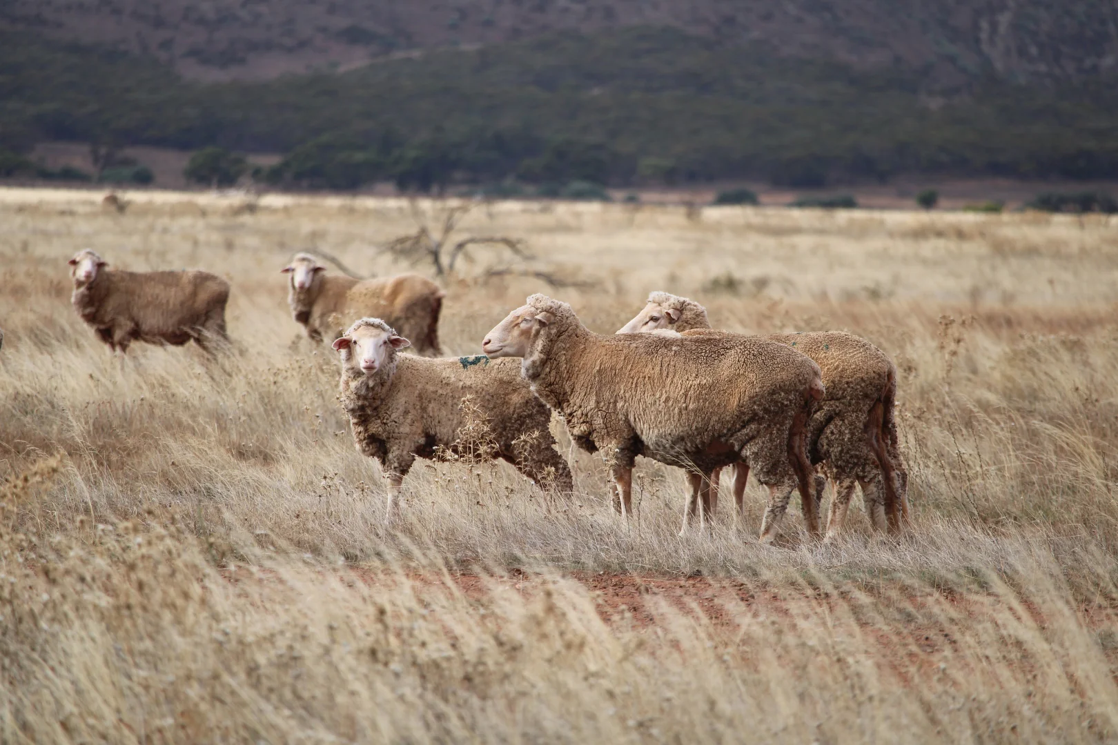 Additional image 14 of "Woodlands" Black Rock Road, Minvalara SA 5422