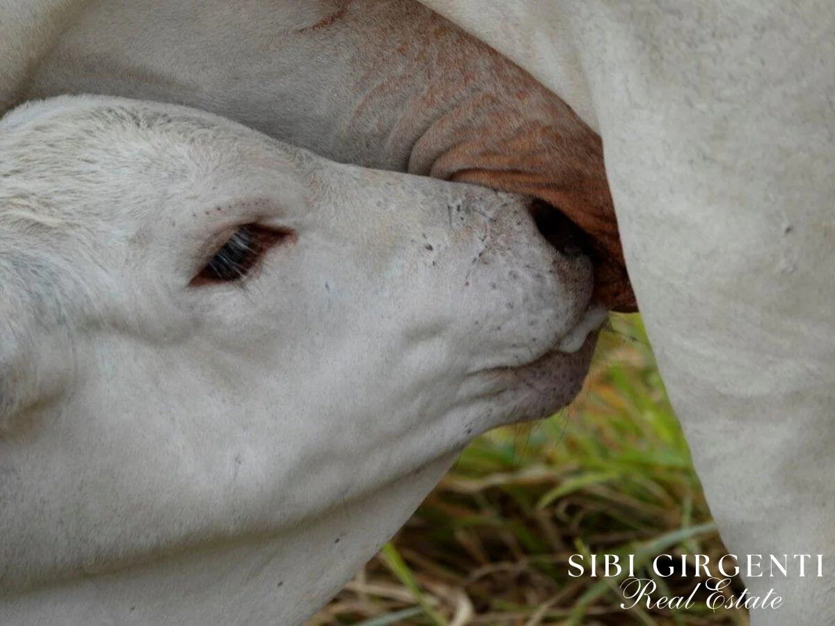 Additional image 11 of 1297 Mt Molloy Street, Mossman QLD 4873